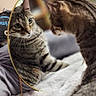 animal, bed, blanket, cardboard_box, cat, closeup, cozy, curious, domestic_cat, feline, fur, indoor, looking, mirror, pet, reflection, soft, striped, tabby, whiskers