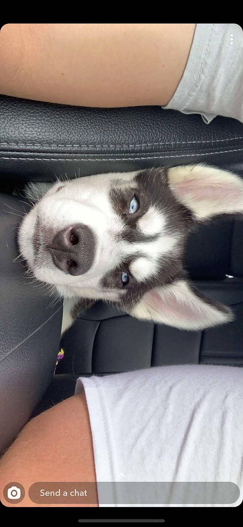 Maverick joined the competition — help win amazing prizes! alaskan_klee_kai, alaskan_malamute, canidae, carnivore, dog, dog_breed, mammal, miniature_siberian_husky, nose, puppy, siberian_husky, sled_dog, snout, whiskers, working_dog