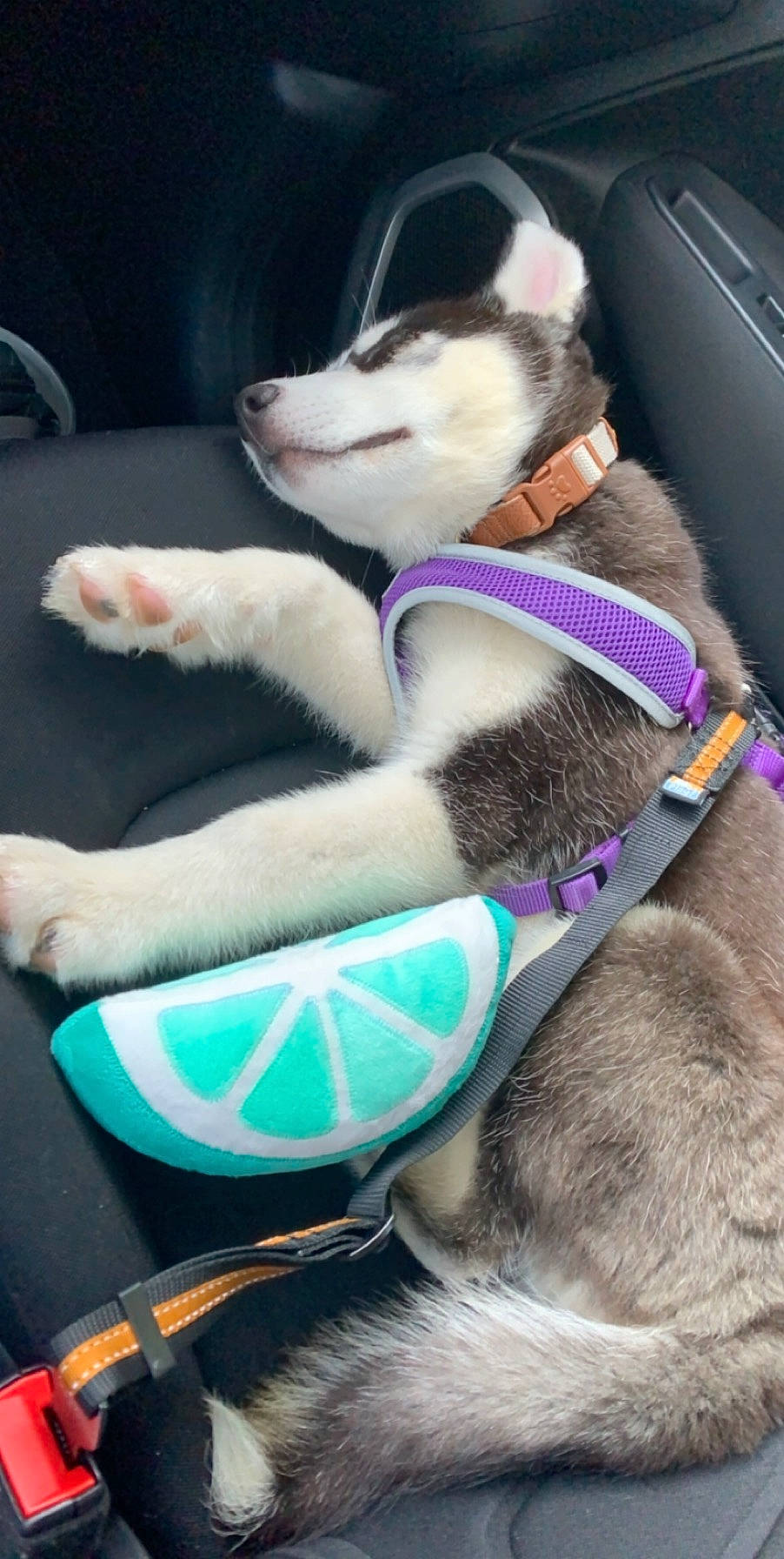 Maverick joined the competition — help win amazing prizes! carnivore, cat, ear, felidae, fur, small_to_medium_sized_cats, snout, tail, whiskers