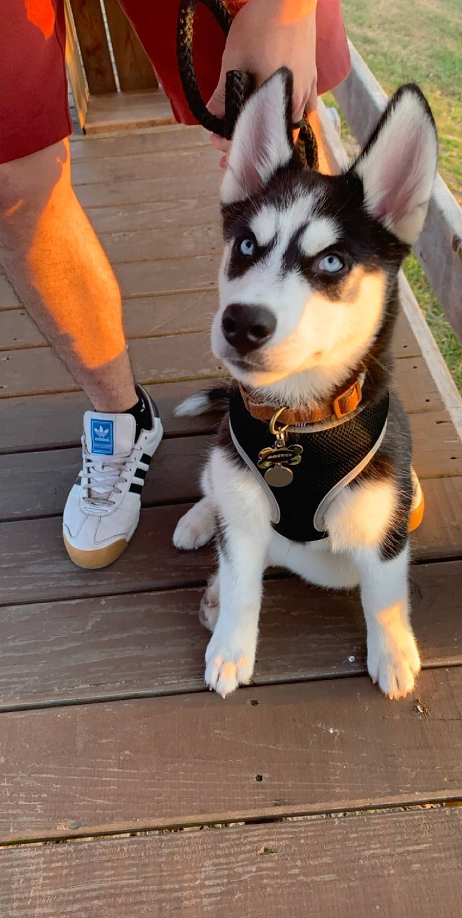 Maverick is registered to the contest to win money with this photo: alaskan_klee_kai, alaskan_malamute, canidae, carnivore, companion_dog, dog, dog_breed, fur, labrador_husky, mammal, miniature_siberian_husky, paw, rare_breed_dog, sakhalin_husky, siberian_husky, sled_dog, snout, tail, vertebrate, wolfdog