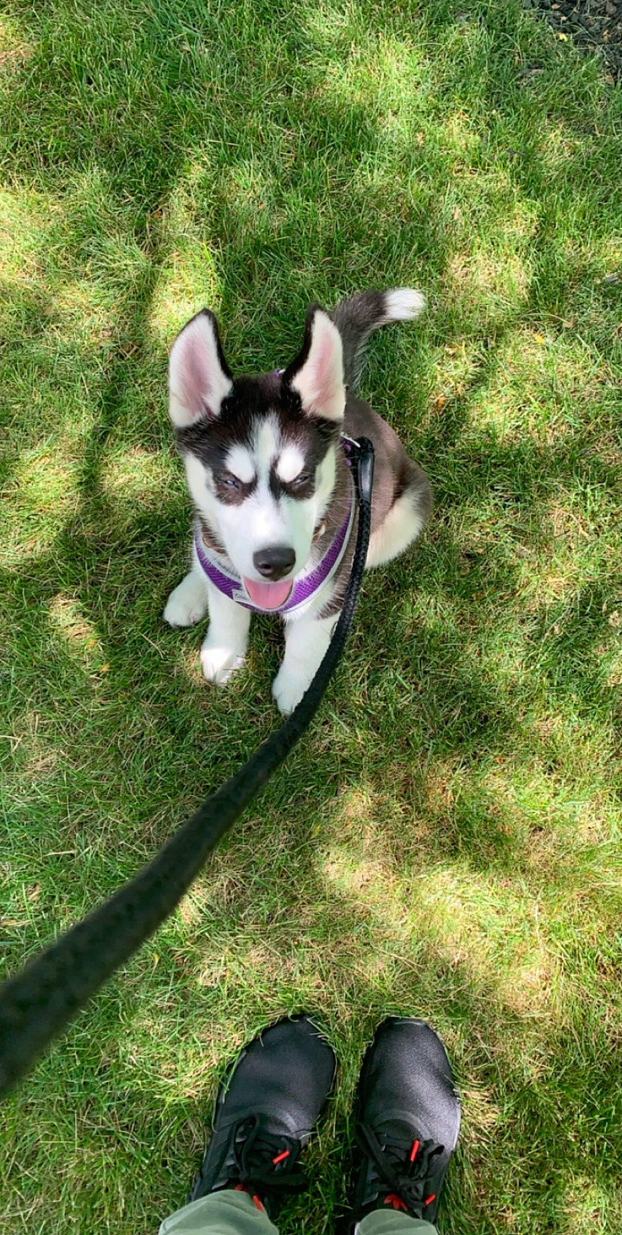 Maverick is registered to the contest to win money with this photo: alaskan_klee_kai, alaskan_malamute, canidae, carnivore, dog, dog_breed, grass, labrador_husky, mammal, miniature_siberian_husky, northern_inuit_dog, rare_breed_dog, sakhalin_husky, siberian_husky, sled_dog, snout, tail, vertebrate, wolfdog, working_dog