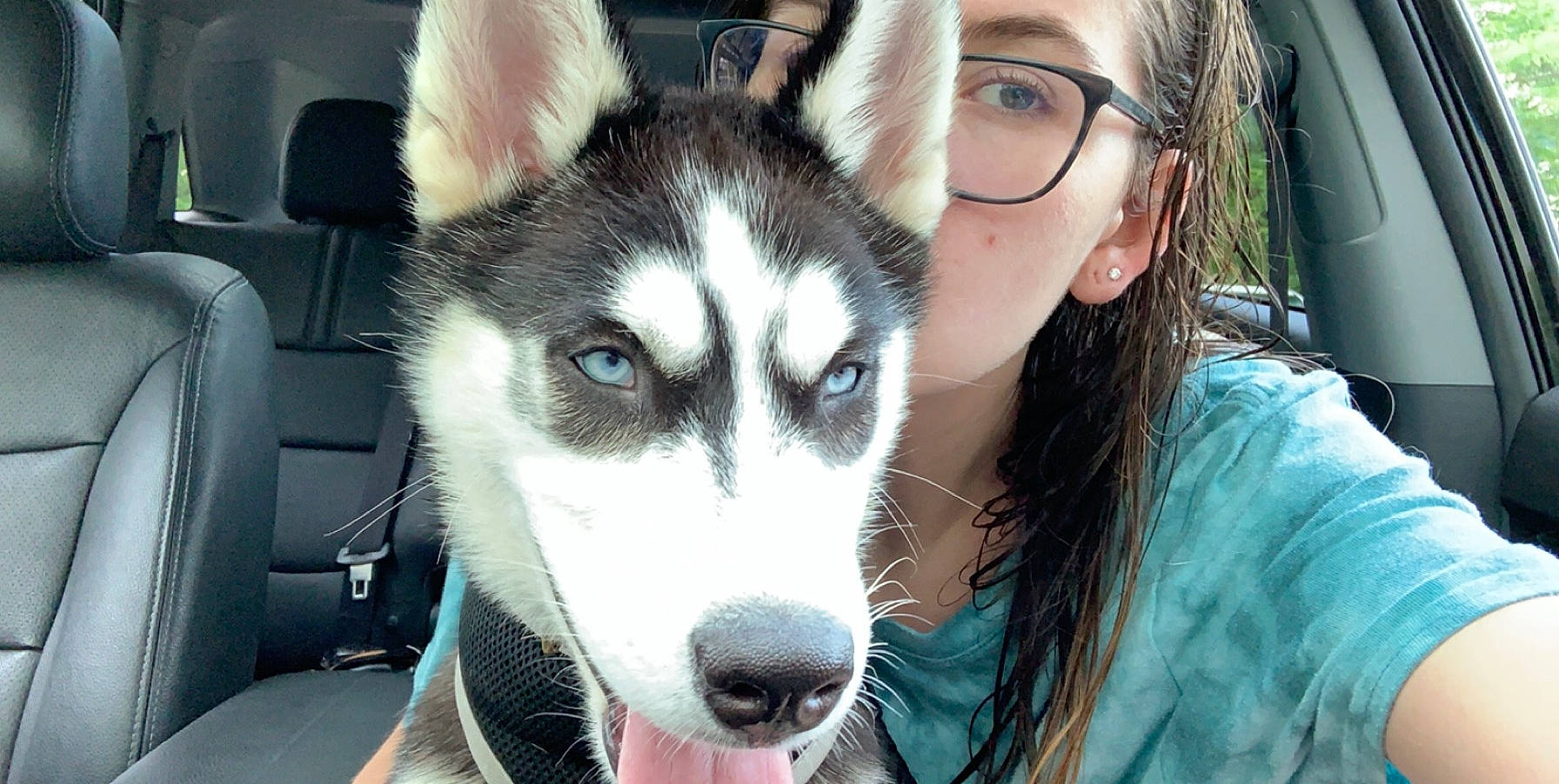 Maverick is registered to the contest to win money with this photo: alaskan_klee_kai, alaskan_malamute, canadian_eskimo_dog, canidae, carnivore, dog, dog_breed, mammal, miniature_siberian_husky, native_american_indian_dog, northern_inuit_dog, nose, sakhalin_husky, seppala_siberian_sleddog, siberian_husky, sled_dog, snout, tamaskan_dog, vertebrate, wolfdog