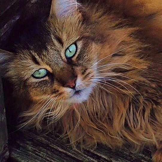 Rye