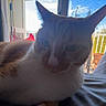 Neo is registered to the contest to win money with this photo: cat, indoor, window, balcony, orange_cat, white_cat, pet, feline, animal, sunlight, shadow, resting, close_up, blue_sky, outdoor_view, houseplant_pot, curtain, bed, furniture, domestic