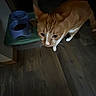 Neo is registered to the contest to win money with this photo: cat, orange_cat, pet_food, food_bowl, water_bowl, tray, floor, wood_floor, indoor, pet, curious, feline, animal, domestic_animal, low_light, blurry, close_up, walking, corner, household
