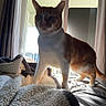 animal, bed, blanket, cat, cozy, curious, curtains, feline, fur, home, indoor, morning_light, orange_cat, pet, shadow, sliding_door, sunlight, whiskers, white_cat, window