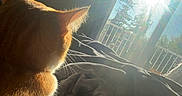 Neo is registered to the contest to win money with this photo: cat, orange_cat, sunlight, window, blanket, indoor, pet, fur, cozy, morning, sunshine, relaxing, home, animal, whiskers, ears, back_view, furniture, quiet, resting