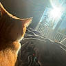 animal, back_view, blanket, cat, cozy, ears, fur, furniture, home, indoor, morning, orange_cat, pet, quiet, relaxing, resting, sunlight, sunshine, whiskers, window