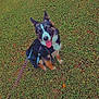 dog, grass, leash, outdoor, pet, canine, happy, tongue_out, ears_up, sitting, nature, playful, animal, walk, greenery, summer, cute, friendly, companion, owner