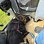 dog, sleeping, vehicle, harness, floor, footwear, jeans, orange_knit, window, grass, leash, black_fur, brown_fur, white_fur, interior, dashboard, pedal, resting, companion, close_up