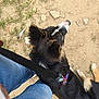 dog, leash, person, jeans, dirt, grass, outdoor, animal, paw, collar, footwear, canine, pet, walking, resting, nature, casual, ground, sidewalk, summer