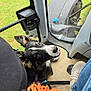 dog, pet, vehicle_interior, window, grass, ear, fur, smile, seat, shoe, orange_knit, leash, happy, looking_up, brown_eyes, black_fur, white_markings, floor, casual_clothing, adventure