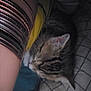 Kiwi a rejoint le concours — aidez-le/la à gagner de superbes lots ! cat, tabby, sleeping, arm, bangles, bracelets, person, blanket, checkered, resting, feline, cozy, indoor, closeup, soft, fur, striped, nap, comfort, domestic