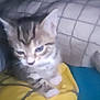 Kiwi a rejoint le concours — aidez-le/la à gagner de superbes lots ! kitten, cat, pet, animal, feline, young, cute, blur, close_up, indoor, blanket, pillow, striped, tabby, soft_light, resting, small, fur, whiskers, domestic