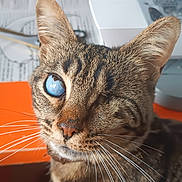 Rosy participe au concours pour gagner de l'argent avec cette photo : cat, tabby, one-eyed, blue_eye, whiskers, close-up, orange_surface, sewing_machine, fabric, indoor, pet, animal, fur, portrait, domestic_cat, striped, cute, face, looking, sitting