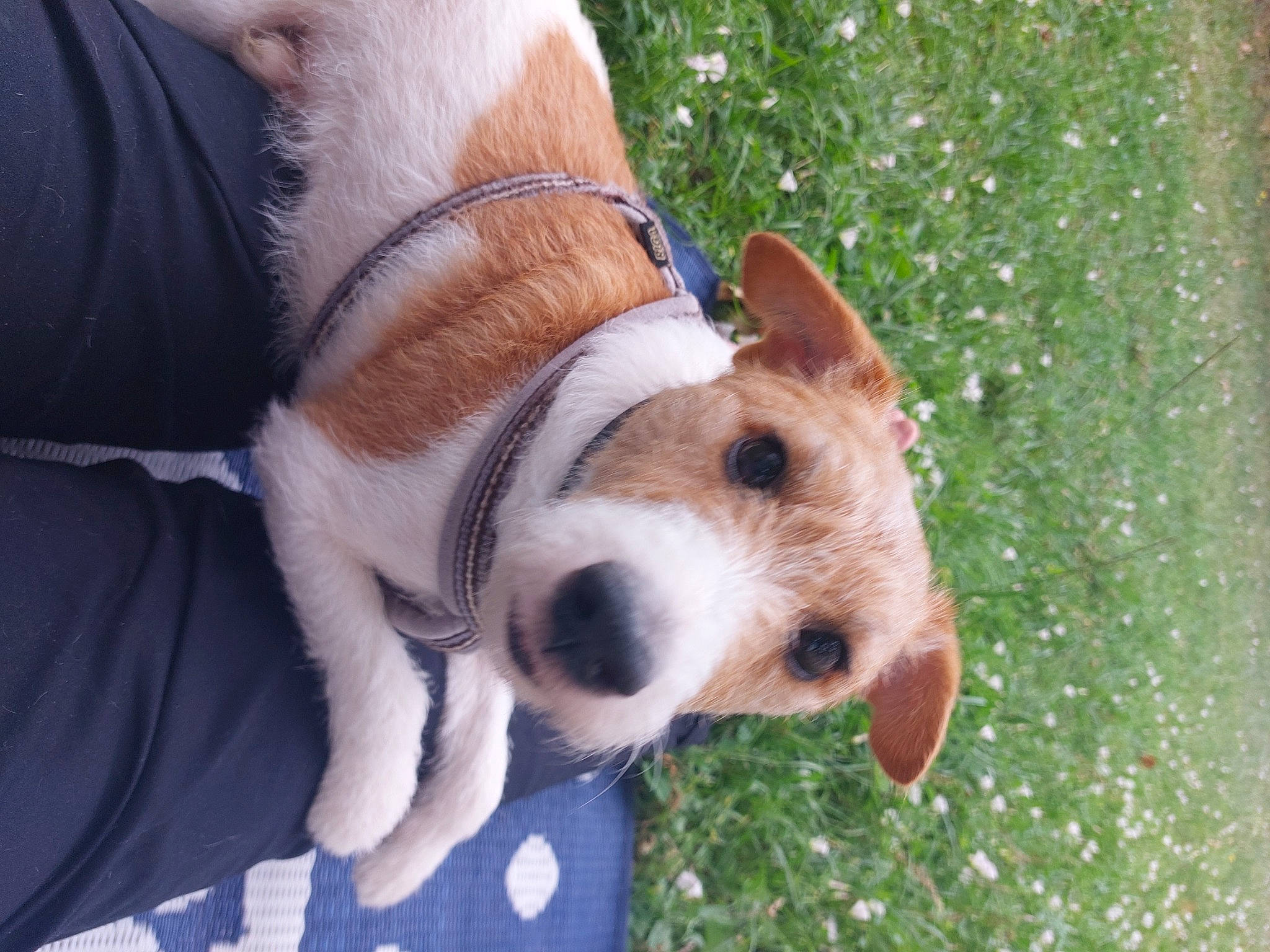 Milou participe au concours pour gagner de l'argent avec cette photo : canidae, carnivore, collar, companion_dog, dog, dog_breed, dog_collar, dog_supply, fashion_accessory, fawn, fur, grass, leash, paw, pet_supply, snout, sporting_group, tail, whiskers, working_animal