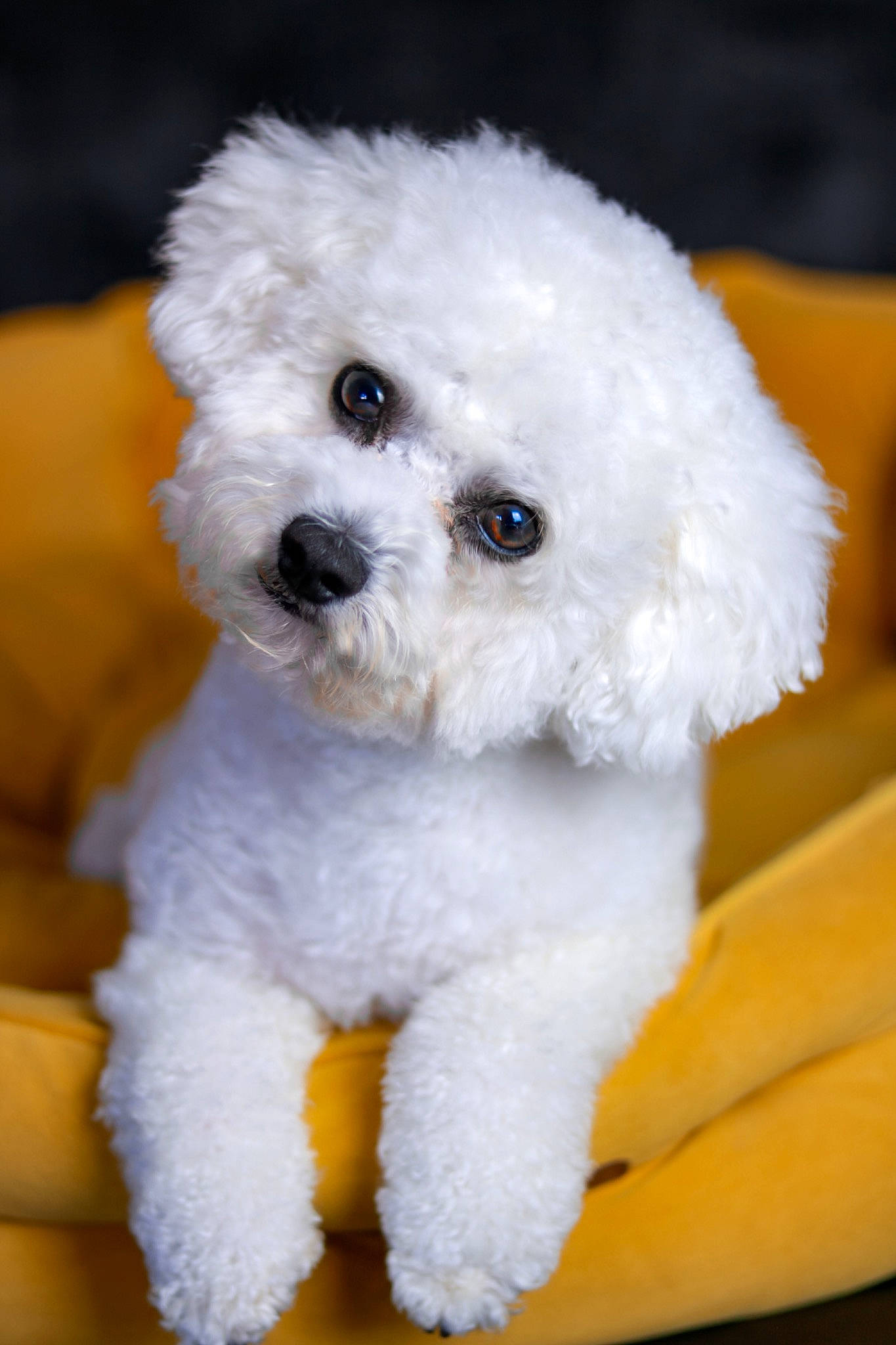 Austin joined the competition — help win amazing prizes! bichon, canidae, carnivore, companion_dog, dog, dog_breed, eye, fur, labradoodle, maltepoo, nose, plant, poodle, puppy_love, snout, sporting_group, stuffed_toy, toy, toy_dog, water_dog