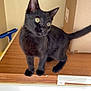 cat, black_cat, pet, indoor, wooden_surface, cardboard_box, tail, curious, alert, yellow_eyes, animal, feline, mop, domestic, whiskers, ears, standing, looking, household, cute