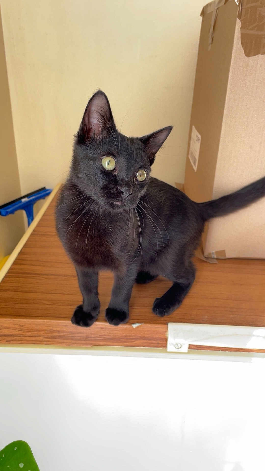 Simba participe au concours pour gagner de l'argent avec cette photo : cat, black_cat, pet, indoor, wooden_surface, cardboard_box, tail, curious, alert, yellow_eyes, animal, feline, mop, domestic, whiskers, ears, standing, looking, household, cute