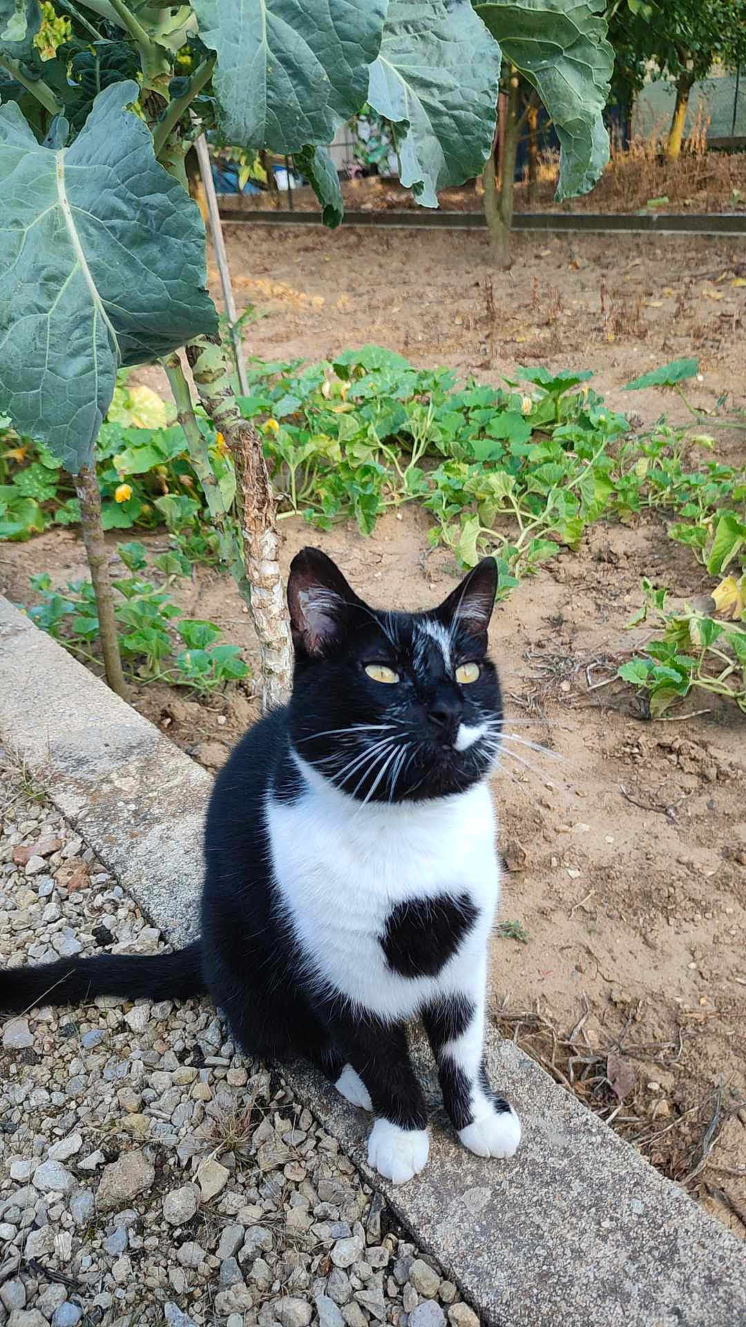 Max