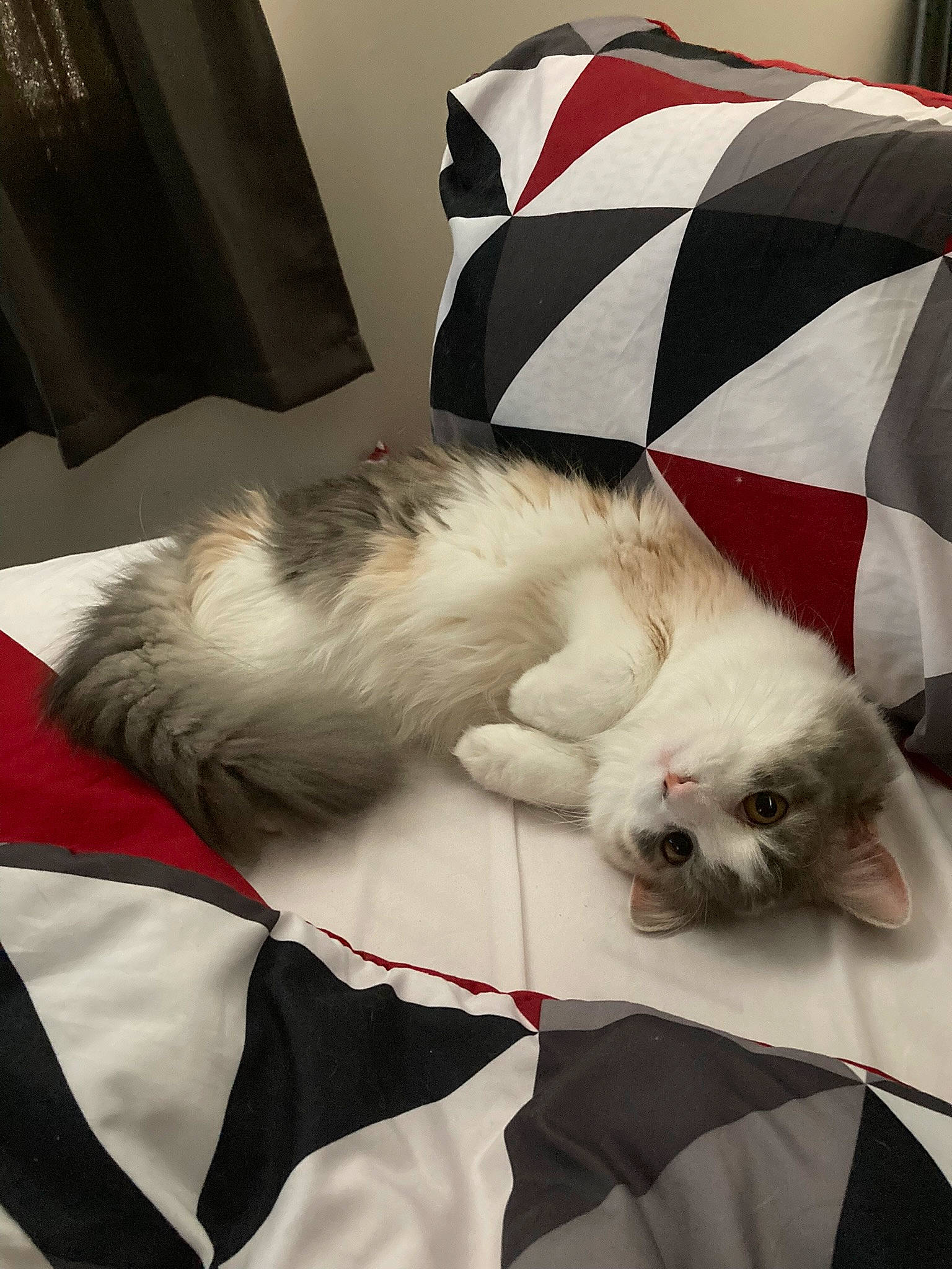 Libby joined the competition — help win amazing prizes! canidae, carnivore, cat, comfort, companion_dog, dog_breed, fang, fawn, felidae, fur, grey, linens, mammal, paw, small_to_medium_sized_cats, snout, tail, vertebrate, whiskers, white