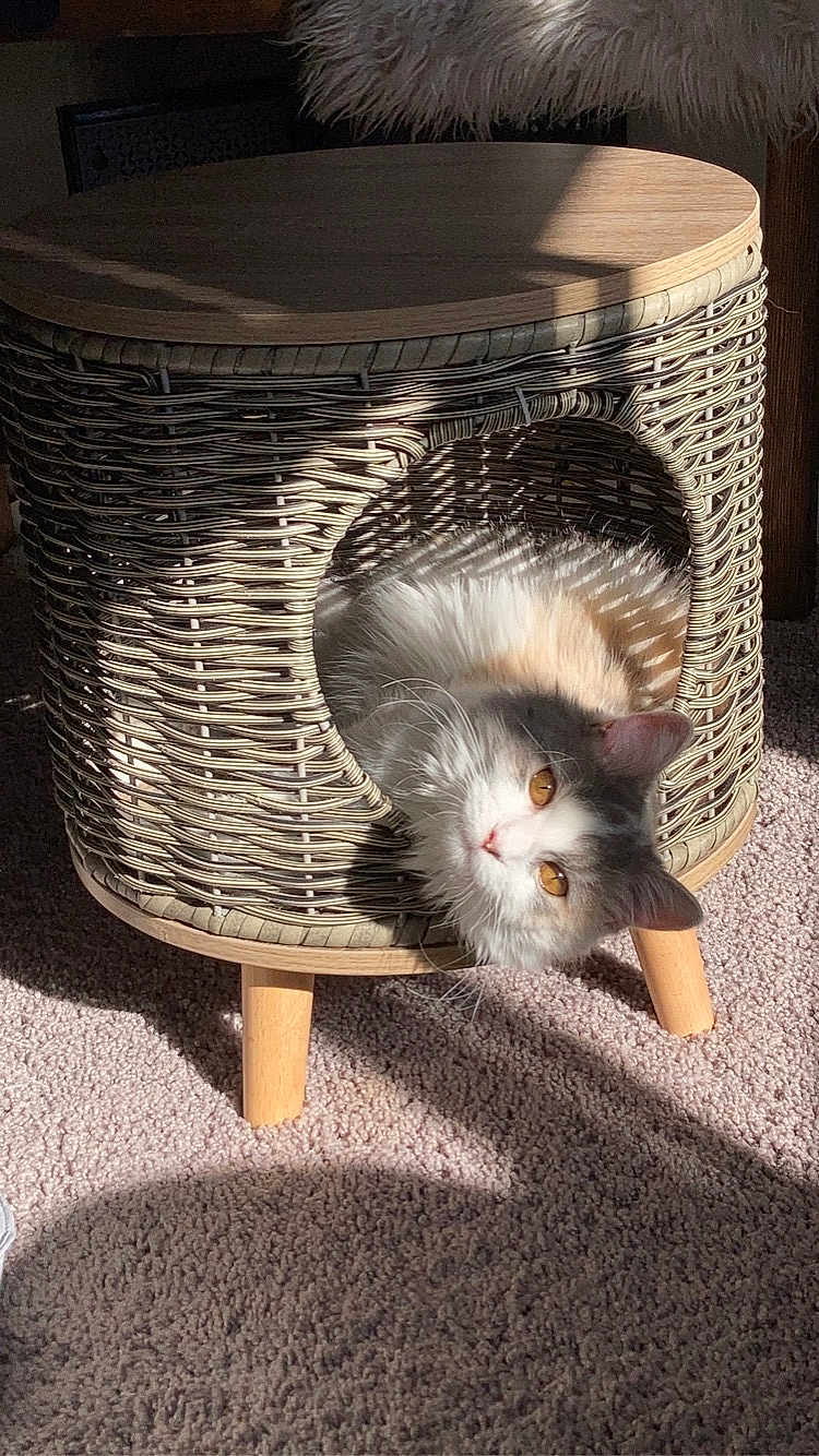 Libby