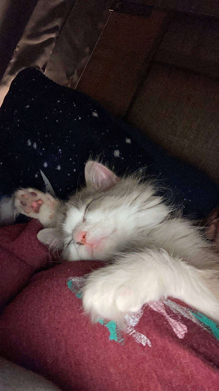 Libby is registered to the contest to win money with this photo: carnivore, cat, claw, comfort, companion_dog, domestic_short_haired_cat, ear, eye, felidae, foot, fur, gesture, human_leg, lap, paw, photo_caption, small_to_medium_sized_cats, snout, tail, whiskers