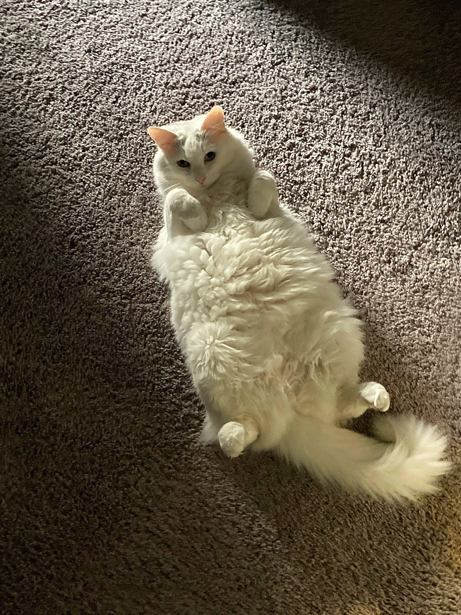 Princess joined the competition — help win amazing prizes! asphalt, carnivore, cat, claw, darkness, domestic_short_haired_cat, fawn, felidae, flooring, fur, leg, paw, road_surface, sand, shadow, small_to_medium_sized_cats, snout, tail, whiskers, wood