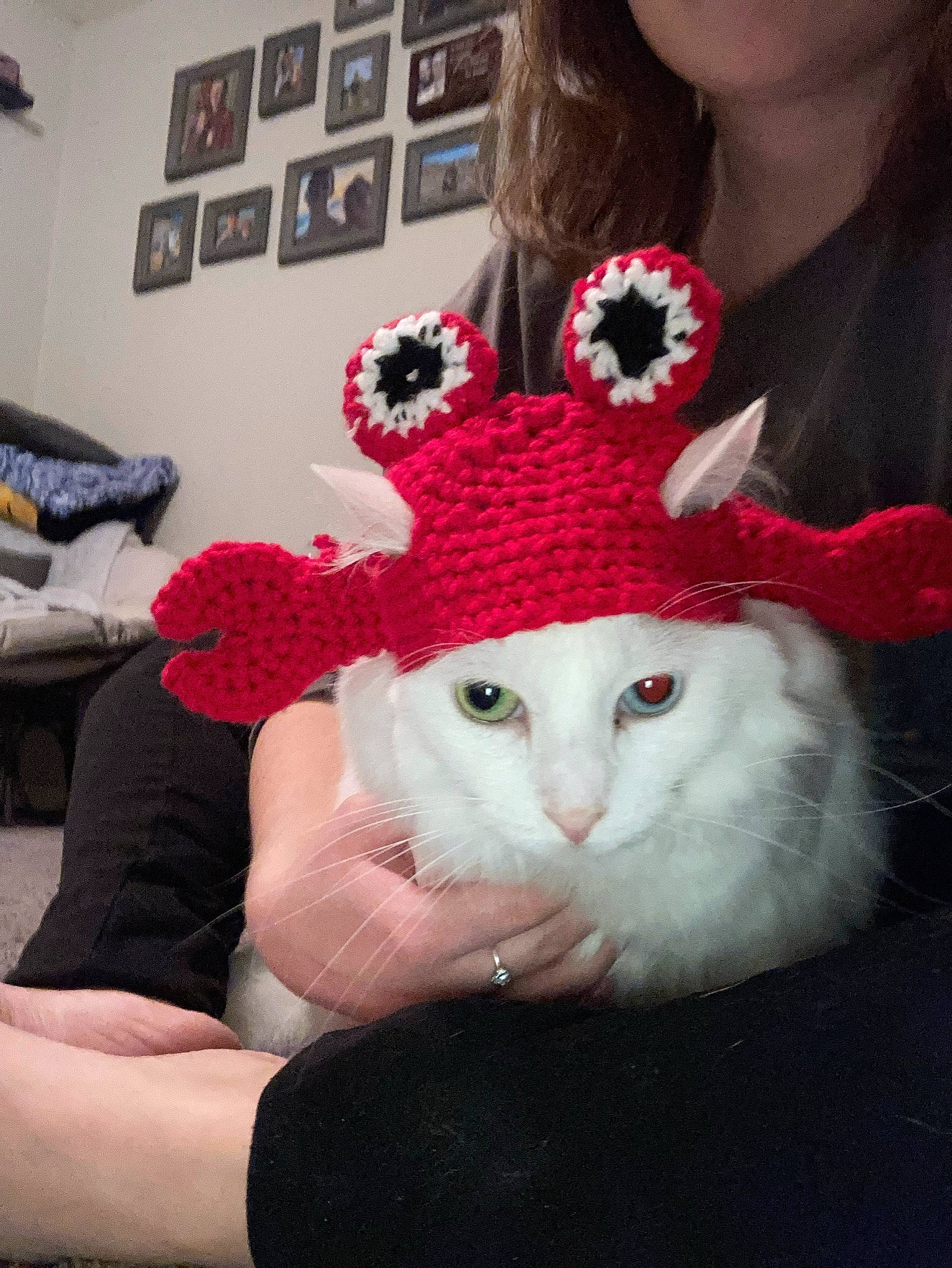 Princess joined the competition — help win amazing prizes! cap, carnivore, cat, costume_hat, ear, fashion_accessory, fawn, felidae, fur, hat, knit_cap, pattern, plush, small_to_medium_sized_cats, stuffed_toy, tail, toy, whiskers, wool, woolen