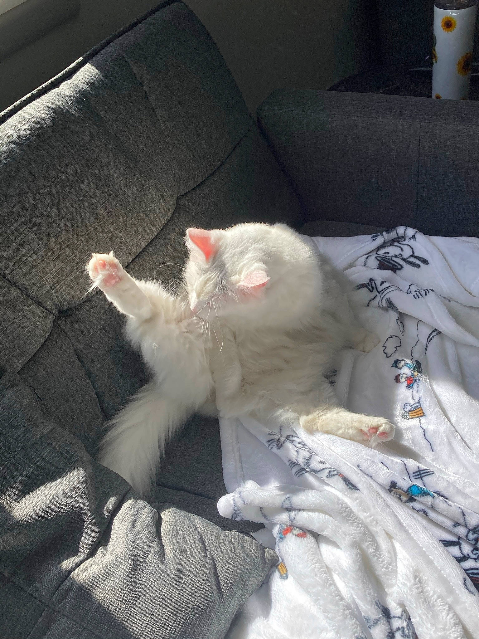 Princess joined the competition — help win amazing prizes! bed_sheet, bedding, blanket, carnivore, cat, claw, comfort, couch, domestic_short_haired_cat, felidae, fur, linens, nap, paw, room, small_to_medium_sized_cats, tail, textile, whiskers, white