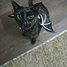 black_cat, cat, pet, costume, bat_wings, floor, wooden_floor, carpet, animal, cute, eyes, looking_up, indoor, feline, small, playful, wearing, domestic_animal, mammal, portrait