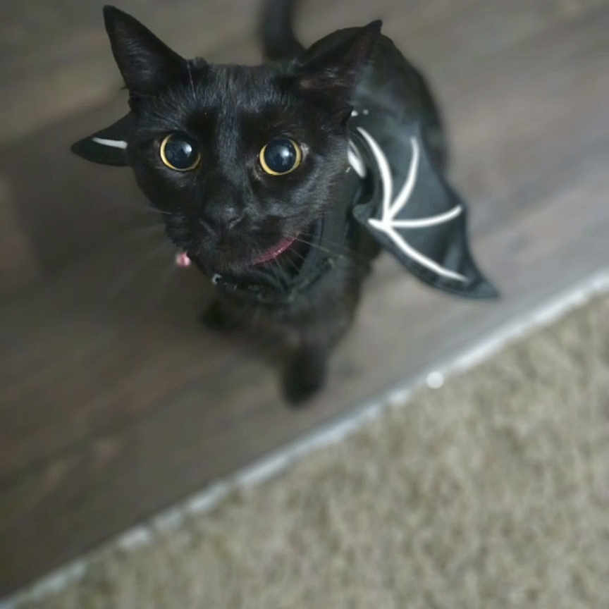 Vixen is registered to the contest to win money with this photo: black_cat, cat, pet, costume, bat_wings, floor, wooden_floor, carpet, animal, cute, eyes, looking_up, indoor, feline, small, playful, wearing, domestic_animal, mammal, portrait