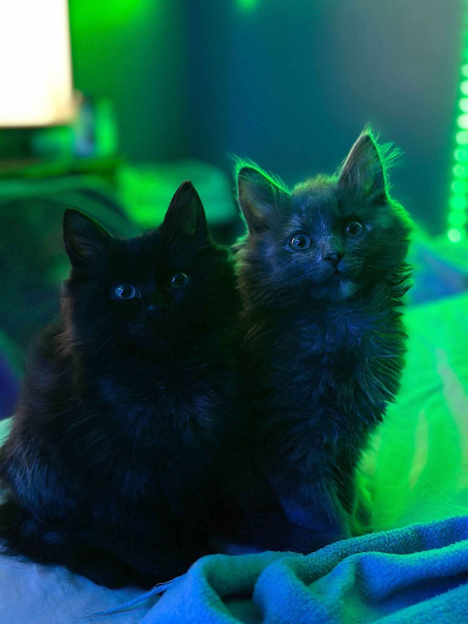 Raven And Stormy joined the competition — help win amazing prizes! black_cat, bombay, carnivore, cat, claw, darkness, domestic_short_haired_cat, electric_blue, felidae, fur, grass, green, night, small_to_medium_sized_cats, snout, tail, terrestrial_animal, whiskers