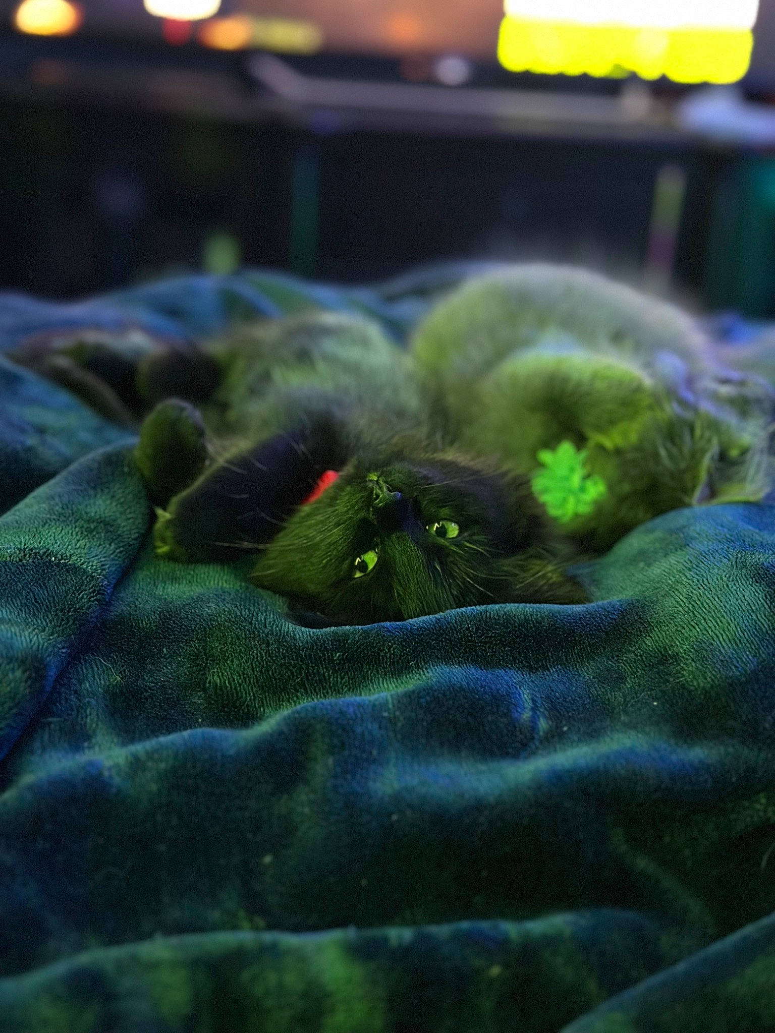 Raven And Stormy is registered to the contest to win money with this photo: bed_sheet, bedding, blanket, comfort, electric_blue, felidae, fish, fur, grass, linens, marine_biology, pattern, reptile, rock, room, stuffed_toy, toy, wildlife, wool, yellow