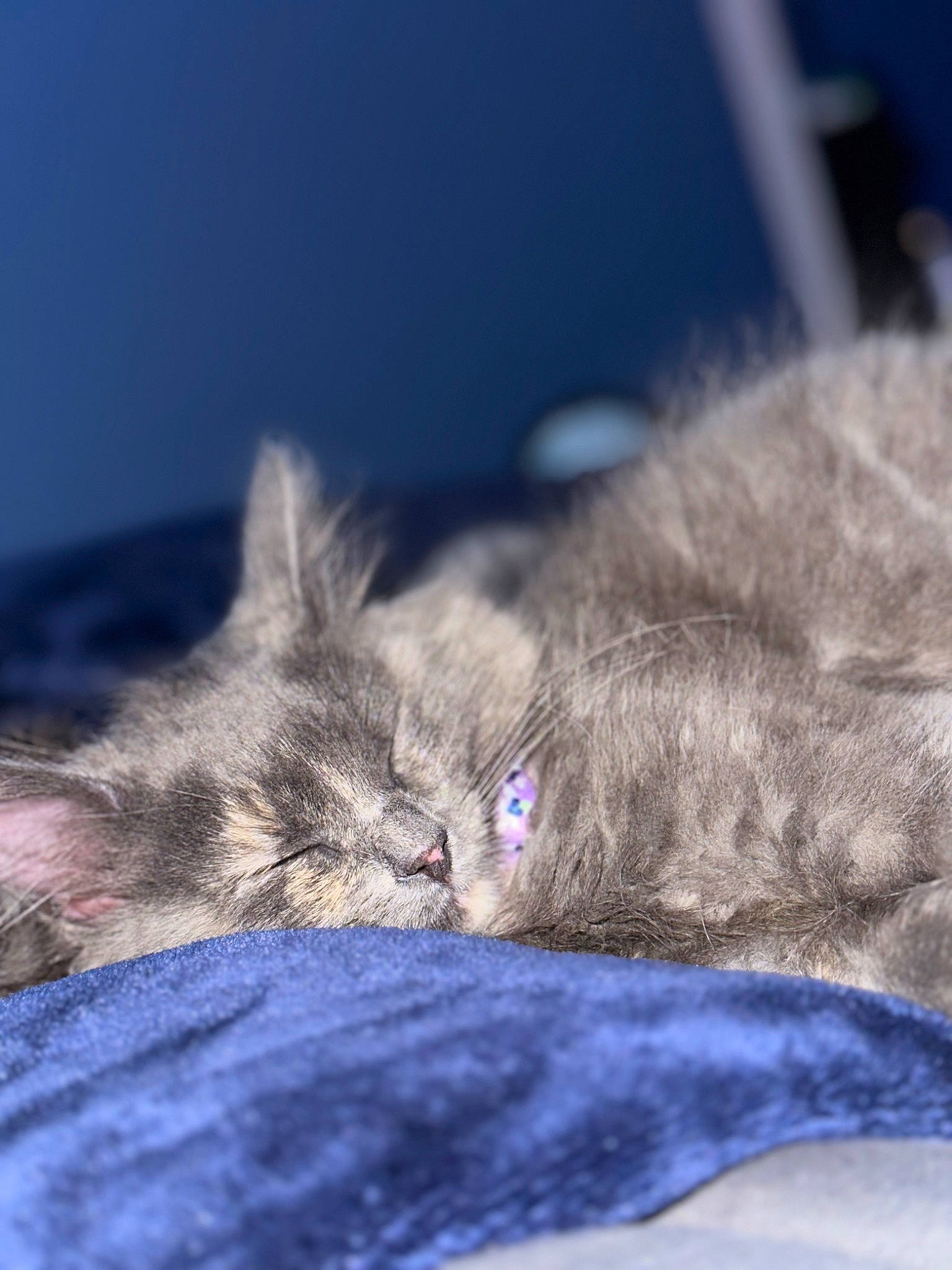 Raven And Stormy is registered to the contest to win money with this photo: carnivore, cat, close_up, cloud, comfort, darkness, domestic_short_haired_cat, electric_blue, felidae, fur, grey, macro_photography, nap, paw, sky, sleep, small_to_medium_sized_cats, snout, whiskers, wildlife