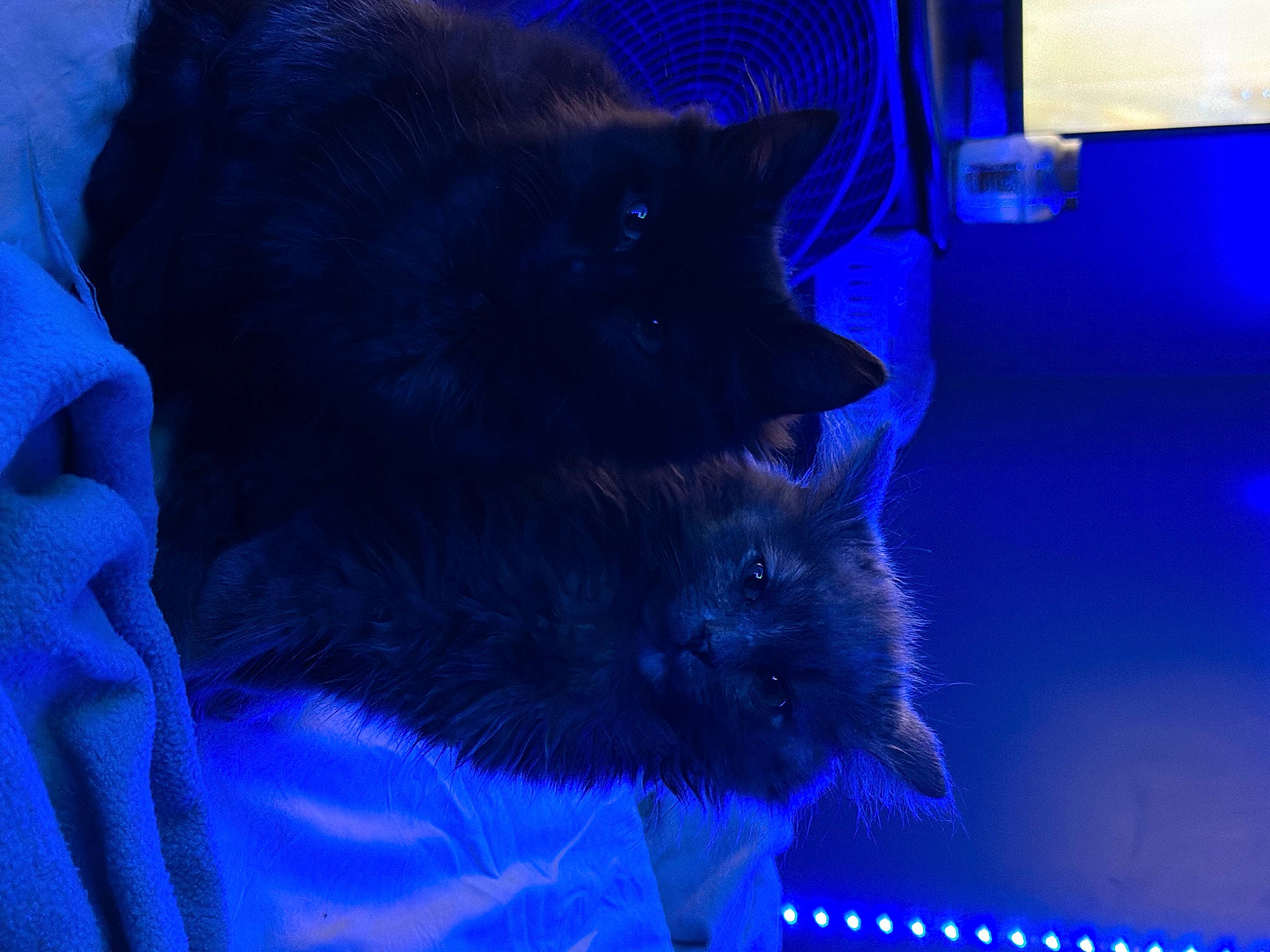 Raven And Stormy is registered to the contest to win money with this photo: black_cat, blue, bombay, carnivore, cat, claw, dog_breed, domestic_short_haired_cat, electric_blue, felidae, fur, magenta, purple, russian_blue, small_to_medium_sized_cats, snout, tail, terrestrial_animal, whiskers, window