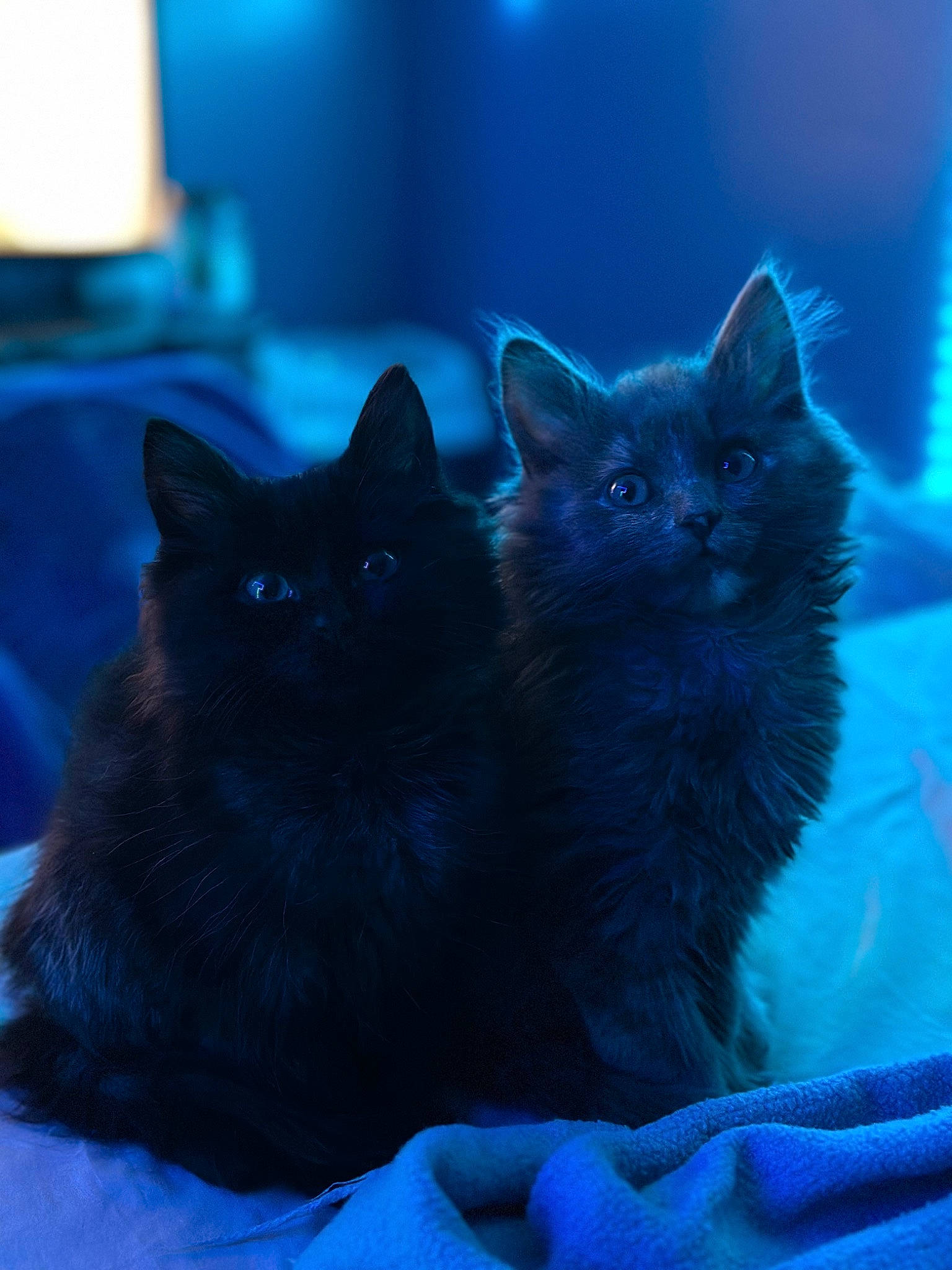 Raven And Stormy is registered to the contest to win money with this photo: black_cat, blue, bombay, carnivore, cat, claw, comfort, darkness, domestic_short_haired_cat, electric_blue, felidae, freezing, fur, mammal, small_to_medium_sized_cats, snout, tail, vertebrate, whiskers, winter