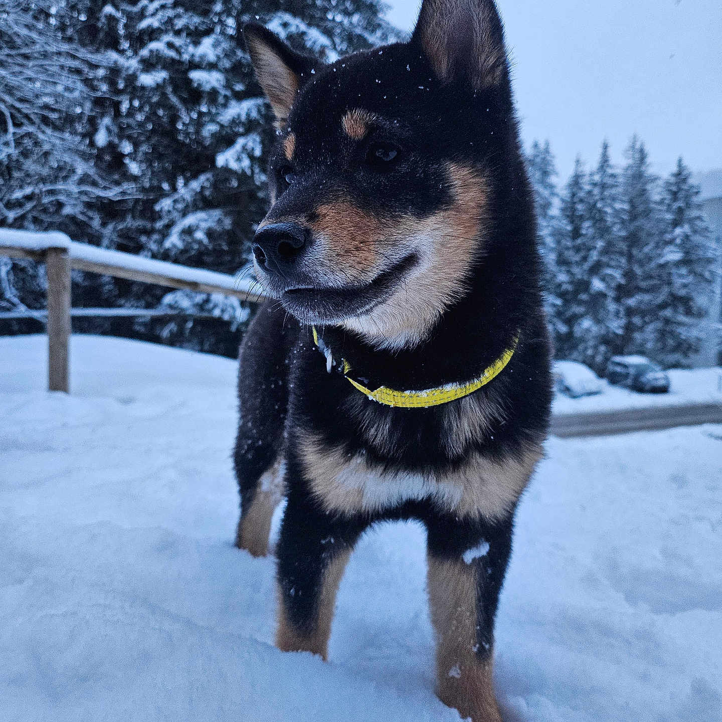 Kira participe au concours pour gagner de l'argent avec cette photo : animal, canine, car, dog, fir, germanshepherd, husky, ice, nature, outdoors, pet, plant, policedog, puppy, snow, transportation, tree, vegetation, vehicle, winter