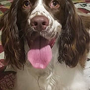 Ladybug joined the competition — help win amazing prizes! bed, brown_and_white, close_up, cute, dog, domestic_animal, eyes, floppy_ears, fur, happy, indoor, long_ears, nose, panting, pet, portrait, quilt, spaniel, tongue_out, whiskers