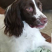 Ladybug joined the competition — help win amazing prizes! dog, spaniel, springer_spaniel, brown_and_white, pet, portrait, close_up, eyes, nose, fur, floppy_ears, whiskers, indoor, couch, blanket, relaxed, lying, face, companion, animal