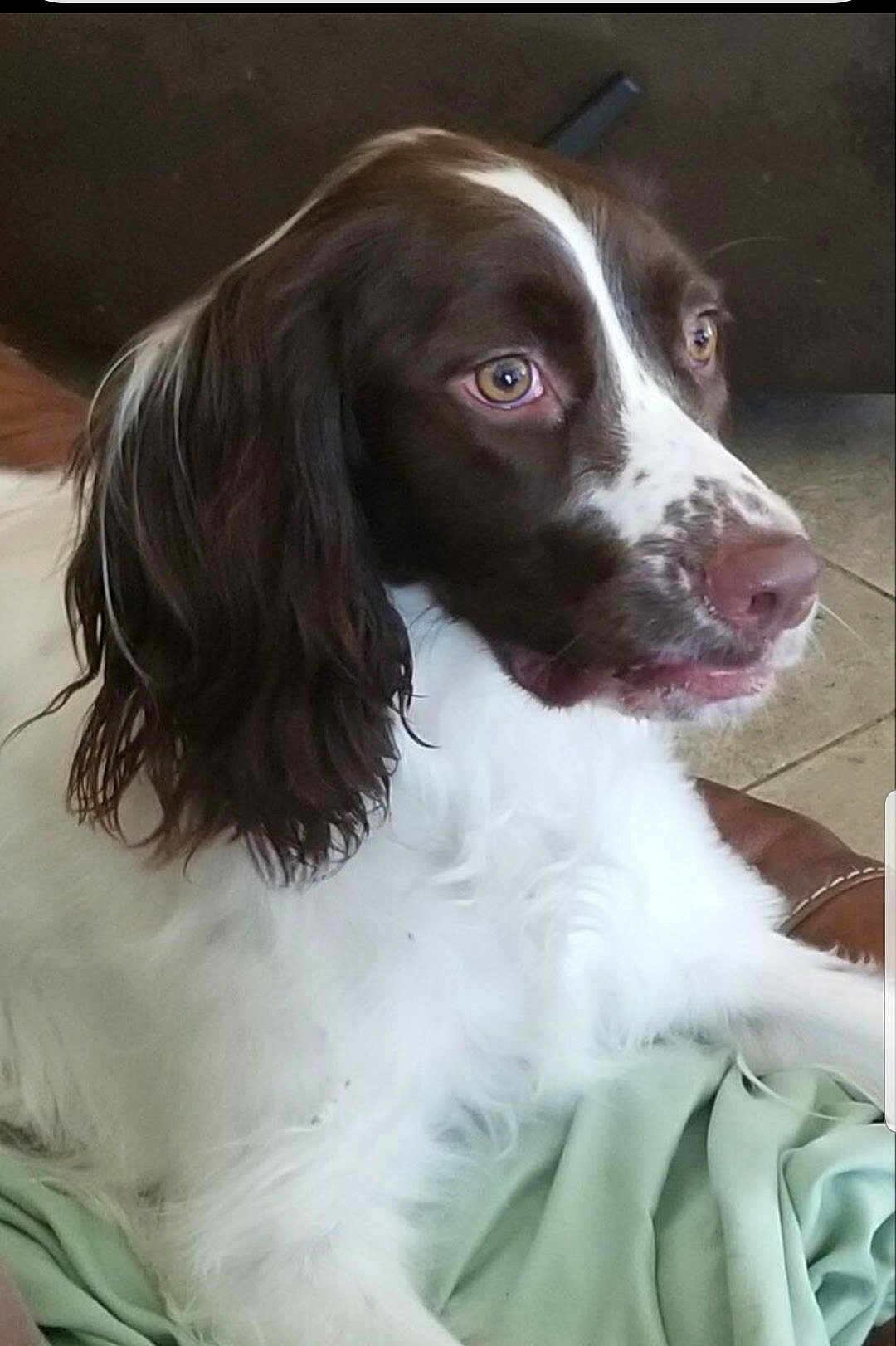 Ladybug joined the competition — help win amazing prizes! dog, spaniel, springer_spaniel, brown_and_white, pet, portrait, close_up, eyes, nose, fur, floppy_ears, whiskers, indoor, couch, blanket, relaxed, lying, face, companion, animal