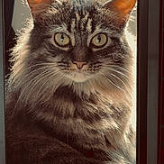 Pepper joined the competition — help win amazing prizes! animal, backlit, cat, closeup, curious, domestic_cat, ears, eyes, feline, fluffy, fur, indoor, looking, pet, portrait, sitting, sunlight, tabby, whiskers, window