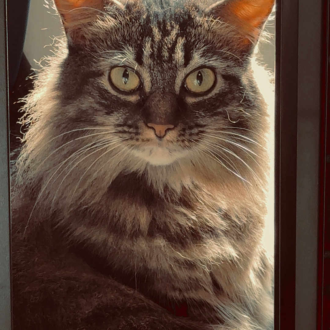 Pepper