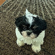 Mason Owen Barbre joined the competition — help win amazing prizes! puppy, dog, small_dog, black_and_white, fur, cute, pet, indoor, carpet, brown_rug, looking_up, adorable, animal, young_dog, fluffy, front_paws, wood_floor, domestic_animal, companion, sitting