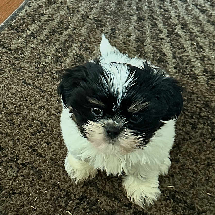 Mason Owen Barbre joined the competition — help win amazing prizes! adorable, animal, black_and_white, brown_rug, carpet, companion, cute, dog, domestic_animal, fluffy, front_paws, fur, indoor, looking_up, pet, puppy, sitting, small_dog, wood_floor, young_dog