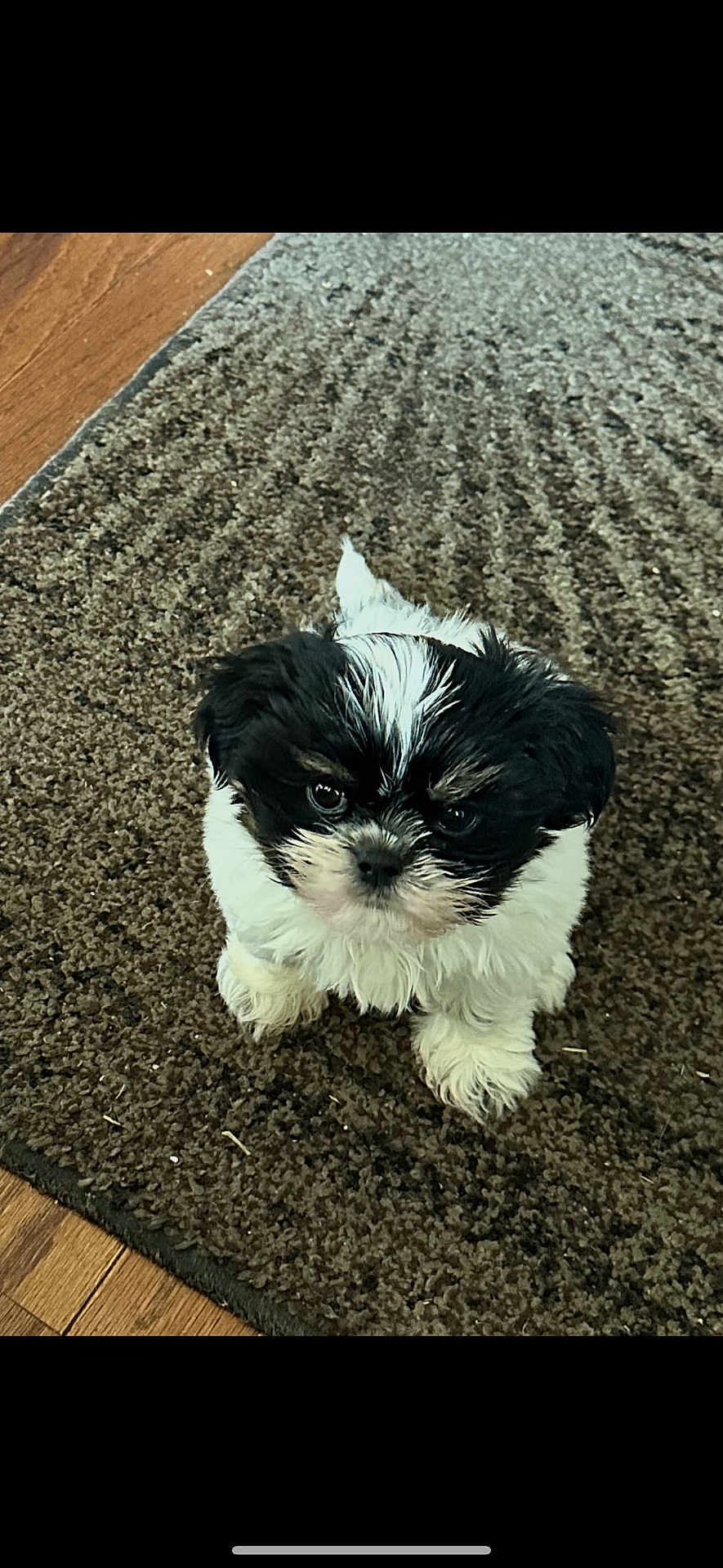 Mason Owen Barbre joined the competition — help win amazing prizes! puppy, dog, small_dog, black_and_white, fur, cute, pet, indoor, carpet, brown_rug, looking_up, adorable, animal, young_dog, fluffy, front_paws, wood_floor, domestic_animal, companion, sitting