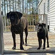 South is registered to the contest to win money with this photo: dog, outdoor, deck, wood, sunlight, trees, fence, house, pets, canine, nature, daylight, guard, animal, companions, standing, shadow, collar, black_dog, brown_dog