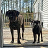 dog, outdoor, deck, wood, sunlight, trees, fence, house, pets, canine, nature, daylight, guard, animal, companions, standing, shadow, collar, black_dog, brown_dog