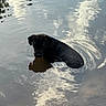 dog, water, reflection, black_dog, outdoor, nature, calm, cloudy_sky, animal, pond, wet, curious, serene, ripples, trees, lake, summer, pet, alone, still_water