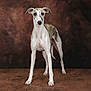 dog, whippet, pet, animal, standing, brown_background, short_hair, looking_at_camera, ears_up, alert, portrait, studio, canine, four_legs, domestic_animal, mammal, side_view, indoor, fur_pattern, lean